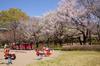 大泉中央公園は、園内や沿道に咲く満開の桜を見ながらお花見やドライブを楽しむことができます。緑の多い練馬区だからこそ感じられる四季折々をぜひご家族でご体感ください。