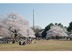 【練馬区の〈春〉】練馬区の大型公園やバス通りなどの随所で、つい見とれてしまうほどの桜が満開に咲きます。お子様の新たな成長や門出は桜と共にあり、お花見で家族と幸福な休日を楽しむことができます。
